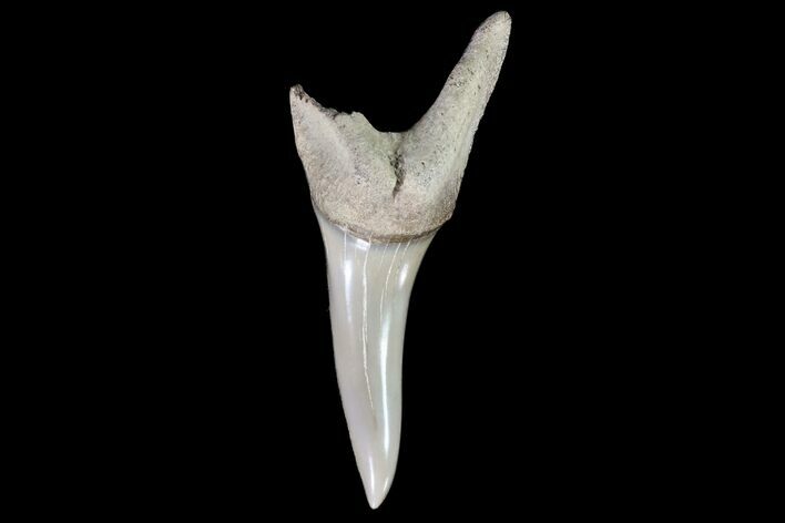 Fossil Shortfin Mako Shark Tooth - Georgia #75268